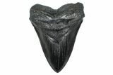 Fossil Megalodon Tooth - South Carolina #371766-1